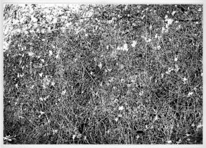 Hecke, 26,7 x 38,3 cm, Heliogravüre